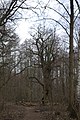 Baum Dicke Berta in Tegel