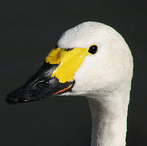 El cisne de tundra tiene un pico amarillo con la punta de color negro.