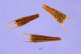 Bidens connata