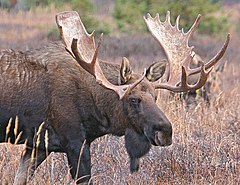 Cervidae: Carauterístiques, Historia natural, Clasificación