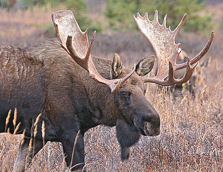 North American moose