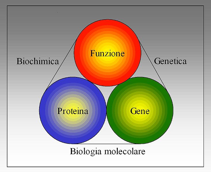 File:Biologia molecolare - Biochimica - Genetica.jpg