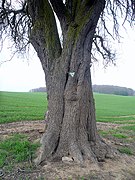 Birnbaum am Lerchenberg, 5.jpg