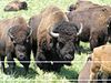 Bison graze on the prairie close to Fermi National Accelerator Laboratory