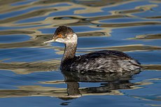 Black-necked Grebe (Podiceps nigricollis), non-breeding plumage.jpg