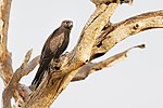 Thumbnail for Black falcon