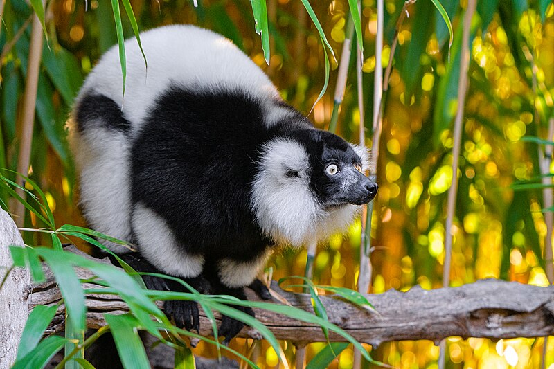 File:Black and white ruffed lemur - 52673705035.jpg