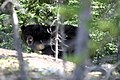 Black bear quebec