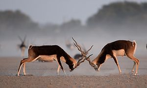 Black bucks of Tal Chappar.jpg