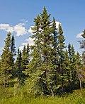 Thumbnail for Spruce-pine-fir