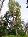 Tree; Kenai Peninsula, Alaska