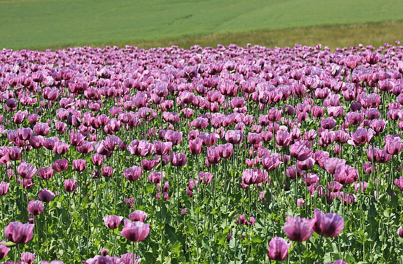 File:Blaumohn.(Papaver somniferum) bei Callenberg in Sachsen.IMG 8055WI.jpg