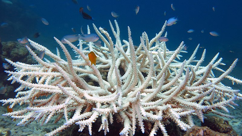 File:Bleached coral, Acoropora sp.jpg