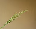 * Nomination Flowering spikes of Diamond Grass Calamagrostis brachytricha Focus stack of 18 photos. --Famberhorst 05:36, 1 October 2022 (UTC) * Promotion Good quality --Llez 05:53, 1 October 2022 (UTC)