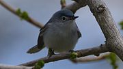 Thumbnail for File:Blue-gray Gnatcatcher (8664697042).jpg