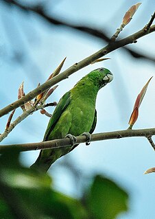 Blue-headed racket-tail Species of bird