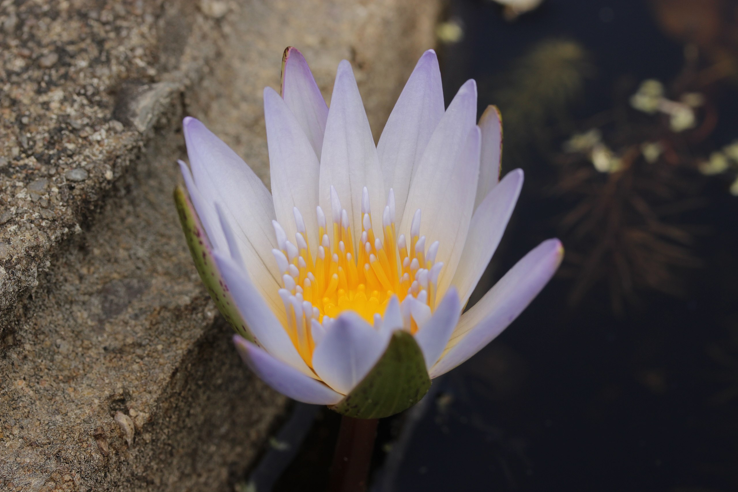 File:Blue Lotus - Nymphaea caerulea (28364353898).jpg - Wikimedia Commons