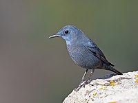 Blue rock thrush (male) at Gamla Nature Reserve.jpg