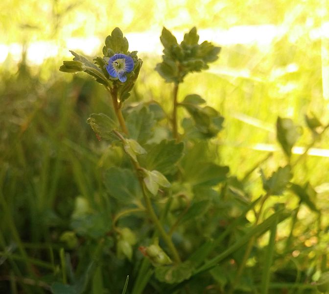 File:Blue small flower.jpg
