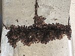 Bogong-moths.jpg