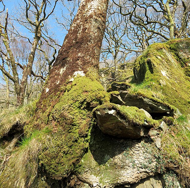 File:Bonyn coeden a chraig yn wgsigo cot o fwsogger Dinas Emrys, Parc Cenedlaethol Eryri, Gwynedd, Cymru (Wales) 2.jpg