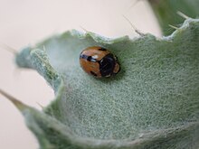 Brachiacantha albifrons 298739977.jpg