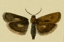 Brachodes powelli.JPG