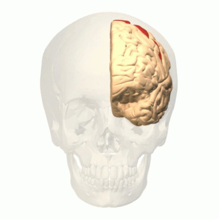 Animation. Primary motor cortex (Brodmann area 4) of the left cerebral hemisphere shown in red.