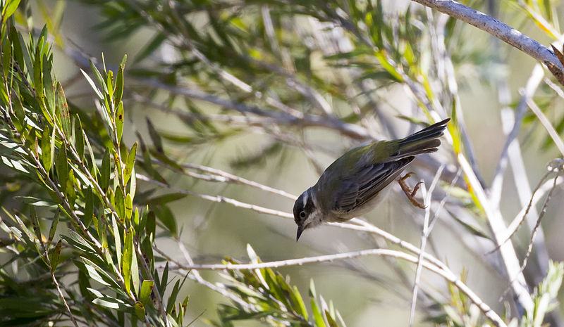 File:Brown headed honeyeater 1 (17339143432).jpg