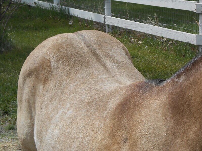 File:Buckskin with non-dun countershading.jpg