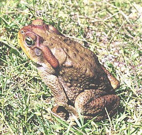 Popis obrázku Bufo achavali01.jpg.