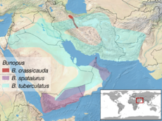 Bunopus sp. distribution.png