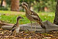 * Nomination Adult Brush-stone Curlew (Burhinus grallarius) with chick. --Bald white guy 09:03, 3 September 2019 (UTC) * Promotion  Support Wonky horizon but I like it the way it is. Cute --Podzemnik 10:46, 3 September 2019 (UTC)  Comment Thanks. Horizon is genuine as it was on a hill. At least the trees are still vertical :)