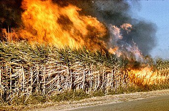 Sokeriruo'on polttaminen ennen sadonkorjuuta Queenslandissa, Australiassa, vuonna 1959.