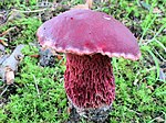 Butyriboletus frostii