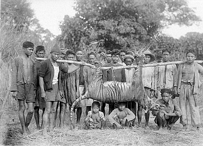 COLLECTIE TROPENMUSEUM Een groep mannen en kinderen poseert bij een pas geschoten tijger te Malingping in Bantam West-Java TMnr 10006636.jpg