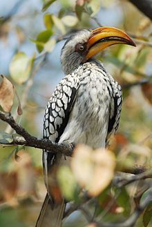 Tockus leucomelas, the southern yellow-billed hornbill in Moremi Game Reserve Calao noir et blanc.jpg