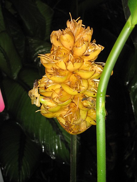 File:Calathea majestica 'Princeps', RBGE 2009.jpg