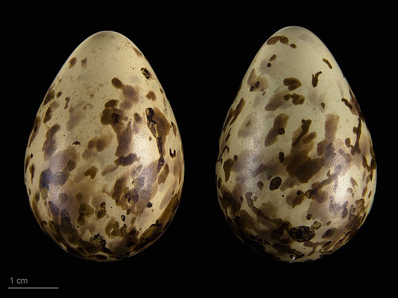 File:Calidris maritima maritima MHNT.ZOO.2010.11.119.17.jpg