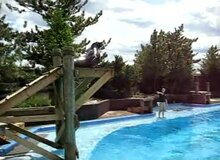 Fișier:California Sea Lion Show.ogv