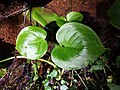Calla palustris sl4.jpg