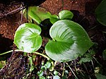 Feuchtbiotop (Standort der Calla palustris)