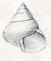 Calliostoma platina 001.jpg