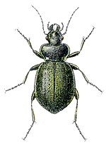 Miniatura para Calosoma reticulatum