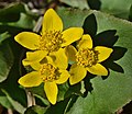 * Nomination Marsh marigold (Caltha palustris). --The Cosmonaut 00:10, 8 May 2020 (UTC) * Promotion  Support Good quality. --King of Hearts 00:16, 8 May 2020 (UTC)