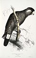 Calyptorhynchus baudinii -Calyptorhynchus baudinii Baudin's Cockatoo -by Edward Lear 1812-1888.jpg