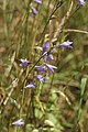 Campanula rapunculus