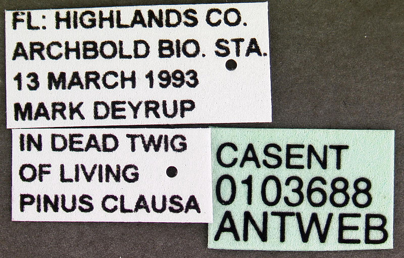 File:Camponotus nearcticus casent0103688 label 1.jpg