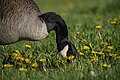 * Nomination: Canada Goose at Downsview Park --Fabian Roudra Baroi 01:45, 2 August 2023 (UTC) * * Review needed