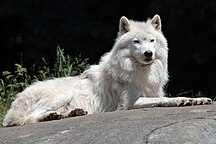 Canis lupus arctos